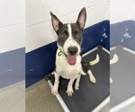 Benson 6 month AVA 9/23 - Male Border Collie-Unknown Mix Dog for Adoption - Small photo