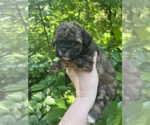 Maltipoo-Zuchon  Puppy for sale in VENETA, OR, USA