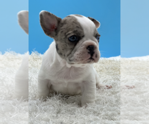 French Bulldog Puppy for sale in ADVANCE, NC, USA