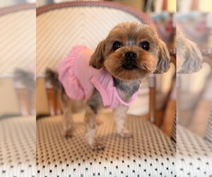 Mutt Dogs for adoption in Allentown,, PA, USA