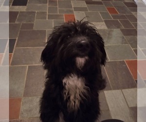Aussiedoodle Puppy for sale in WARREN, OH, USA