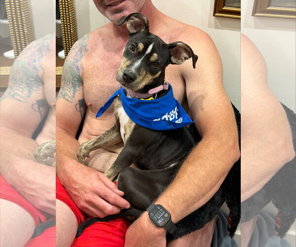 Medium Photo #7 Bull Terrier-Unknown Mix Puppy For Sale in Sandy, UT, USA