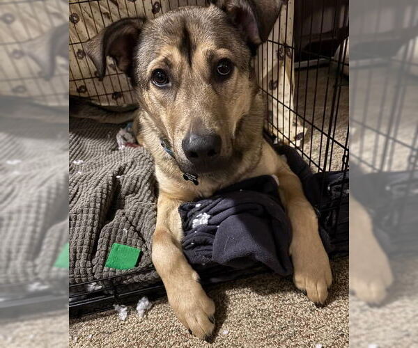 Medium Photo #10 German Shepherd Dog-Unknown Mix Puppy For Sale in Grafton, WI, USA