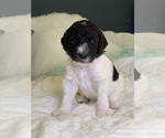 Small Photo #9 Poodle (Standard) Puppy For Sale in MONTESANO, WA, USA
