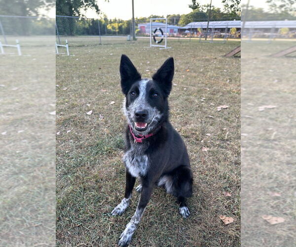 Medium Photo #6 Australian Shepherd-Unknown Mix Puppy For Sale in South Bend, IN, USA