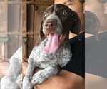 Small Photo #2 German Shorthaired Pointer Puppy For Sale in SANGER, CA, USA