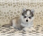 Small Photo #5 Pomsky Puppy For Sale in DENVER, PA, USA