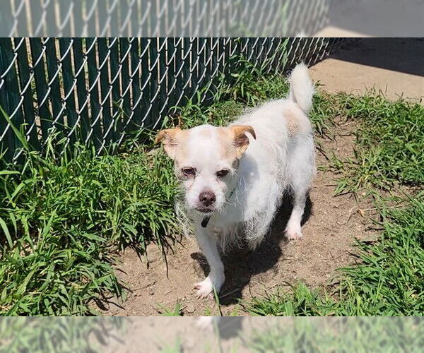 Medium Photo #1 Mutt Puppy For Sale in Springfield, MA, USA