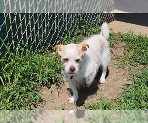 Mutt Dogs for adoption in Springfield, MA, USA
