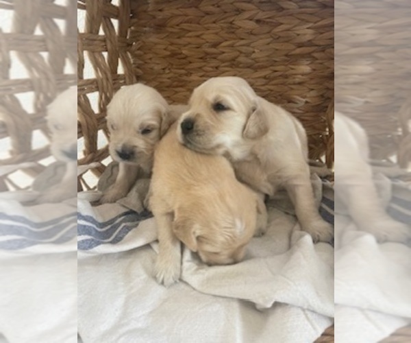 Medium Photo #6 Golden Retriever Puppy For Sale in MERCED, CA, USA