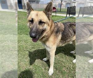 German Shepherd Dog-Unknown Mix Dogs for adoption in Corpus Christi, TX, USA