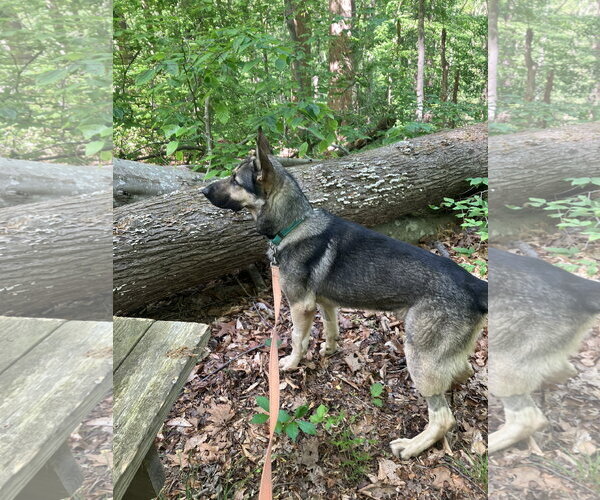 Medium Photo #10 German Shepherd Dog Puppy For Sale in Centreville, VA, USA