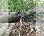 Small #9 German Shepherd Dog