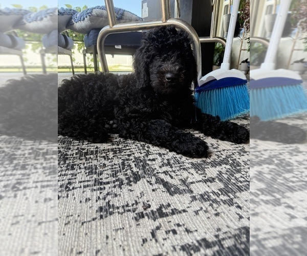 Medium Photo #28 Goldendoodle Puppy For Sale in GIBSONTON, FL, USA