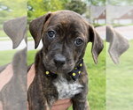 Small #1 Beagle Mix