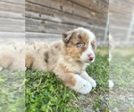 Small Photo #1 Miniature Australian Shepherd Puppy For Sale in ORLANDO, FL, USA