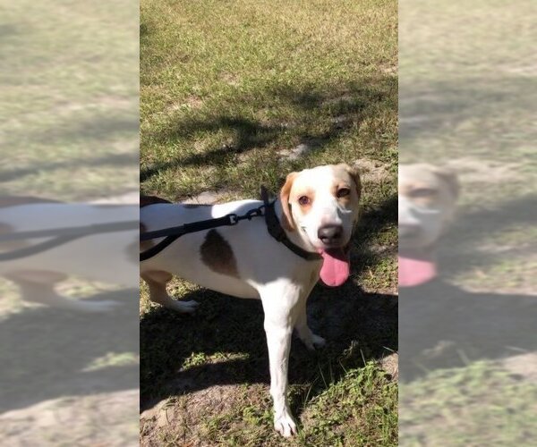 Medium Photo #2 Beagle-Treeing Walker Coonhound Mix Puppy For Sale in Zellwood, FL, USA