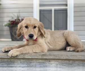 Golden Retriever Puppy for sale in LANCASTER, PA, USA