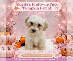 Maltipoo (Toy) Puppy for sale in TAYLOR, TX, USA