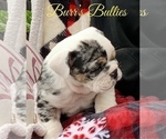 Small Photo #2 English Bulldog Puppy For Sale in PEACHLAND, NC, USA