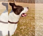 Small #3 American Pit Bull Terrier Mix
