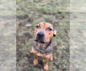 Catahoula Bulldog Dogs for adoption in Oro Medonte, Ontario, Canada