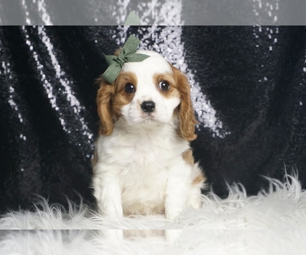 Medium Photo #4 Cavalier King Charles Spaniel Puppy For Sale in WARSAW, IN, USA