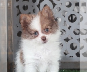 Pomeranian Puppy for sale in MOUNT VERNON, OH, USA