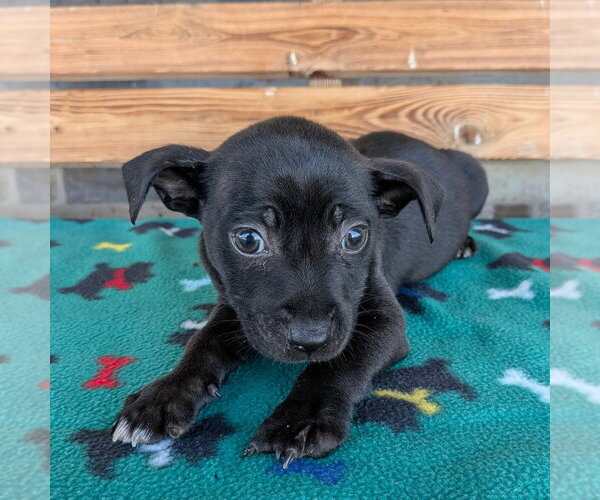 Medium Photo #1 Chihuahua-Unknown Mix Puppy For Sale in Chico, CA, USA