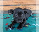Small Chihuahua Mix