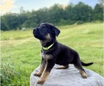 Small #4 German Shepherd Dog