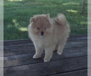 Pomeranian Puppy for sale in KEENES, IL, USA