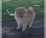 Small Photo #1 Pomeranian Puppy For Sale in KEENES, IL, USA