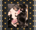 Small Photo #17 Pembroke Welsh Corgi Puppy For Sale in LOGAN, NM, USA