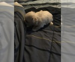 Small Photo #32 Maltese Puppy For Sale in BRKN ARW, OK, USA