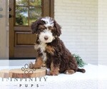 Small Bernedoodle (Miniature)