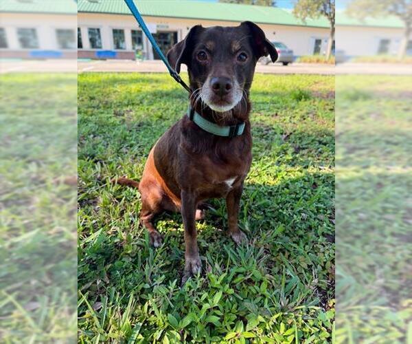 Medium Photo #1 Chihuahua-Unknown Mix Puppy For Sale in Naples, FL, USA