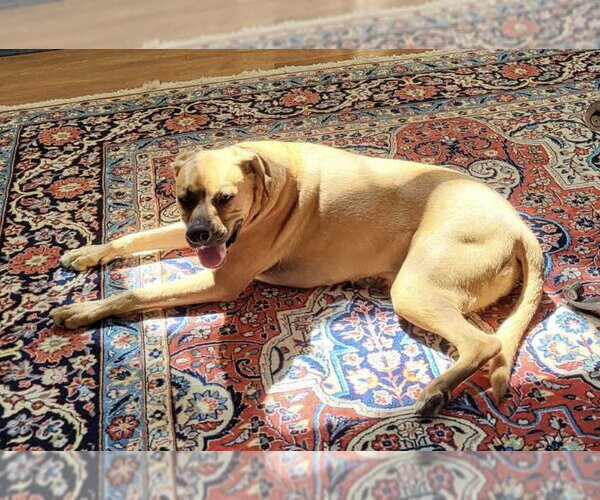 Medium Photo #2 Bogle Puppy For Sale in Parker Ford, PA, USA