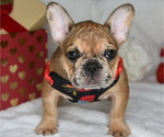 Small Photo #4 French Bulldog Puppy For Sale in BYRON CENTER, MI, USA