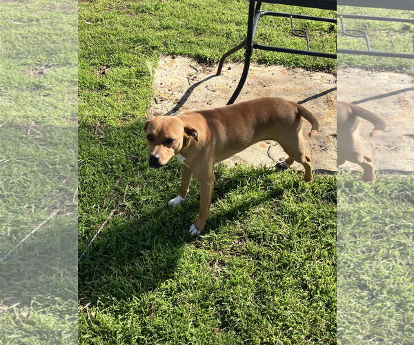 Medium Photo #2 American Pit Bull Terrier-Dachshund Mix Puppy For Sale in Thorndale, TX, USA