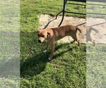 Small #1 American Pit Bull Terrier-Dachshund Mix
