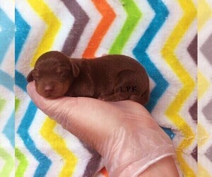 Dachshund Puppy for sale in WINNSBORO, LA, USA