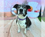 Small #2 American Pit Bull Terrier-Labrador Retriever Mix