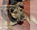Small Photo #10 Mutt Puppy For Sale in Mount Laurel, NJ, USA