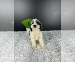 Small Photo #1 Cockapoo Puppy For Sale in GREENWOOD, IN, USA