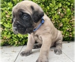 Small Photo #6 Mastiff Puppy For Sale in HOCKLEY, TX, USA