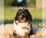 Small #2 Poodle (Miniature)