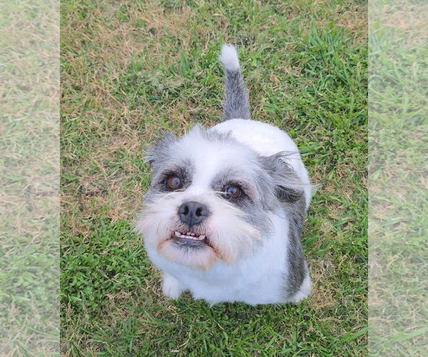Medium Photo #5 Shih Tzu-Unknown Mix Puppy For Sale in Missouri City, TX, USA