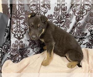 German Shepherd Dog-Unknown Mix Dogs for adoption in Modesto, CA, USA