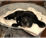 Small Photo #1 American Bulldog-Golden Retriever Mix Puppy For Sale in KNOWLES, WI, USA